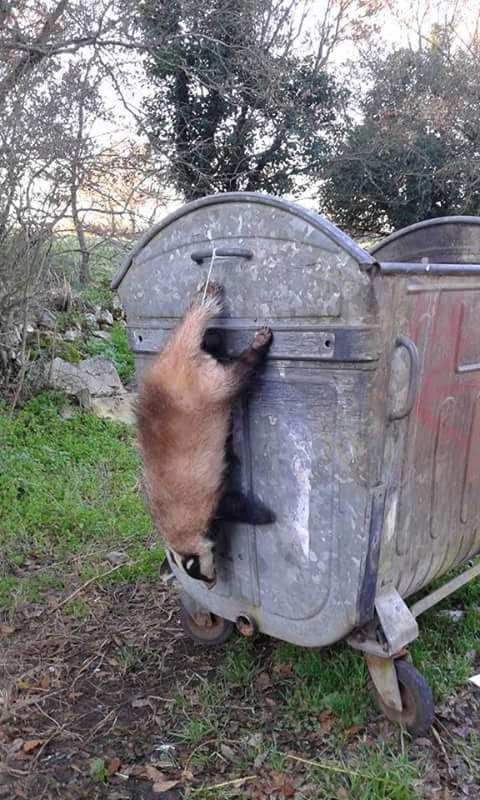 Un tasso morto in Contrada Mangiato